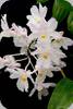 Dendrobium mutabile